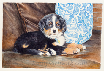 Bermese Puppy