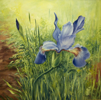 Garden Iris