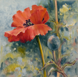 Garden Poppy
