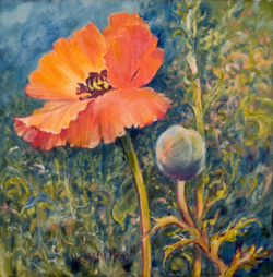 Orange Poppy