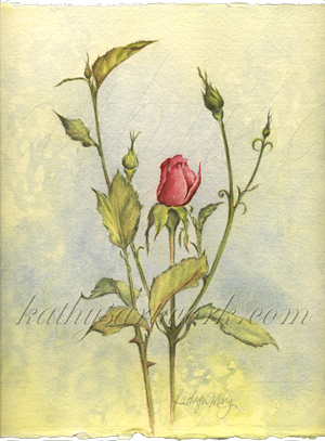Queen Elizabeth Rose